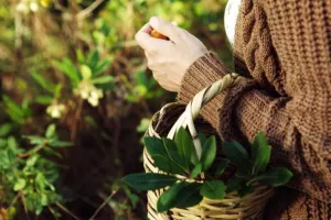 De la cueillette à l’assiette : cuisine durable et sauvage avec Nos Deux Mains