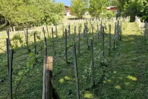 Visite du vignoble