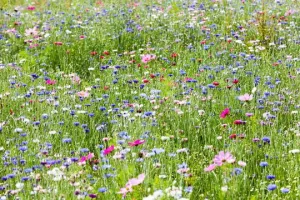FÊTE DE LA NATURE : BALADE HERBORISTE