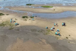 Chantier participatif : arrachage de la spartine anglaise