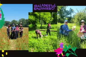 Balade Cueillette Sauvage plantes comestibles