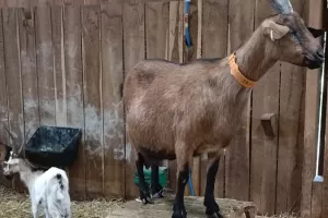 Rencontre caprine à la Ferme des Délices à Queaux
