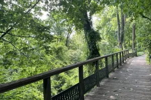 SEVRES - Balade naturaliste guidée : découverte du cycle de vie des oiseaux au parc de Brimborion