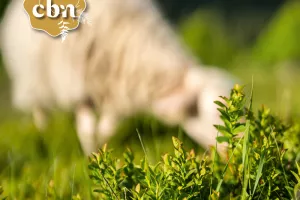 Partons à la découverte des landes à Myrtille, un milieu emblématique de la Montagne Limousine et des pratiques pastorales qui la favorisent - Corrèze