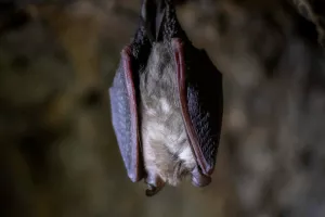 À la rencontre des chauves-souris