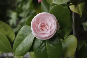 Visite découverte du jardin botanique
