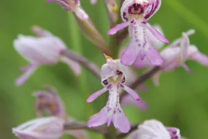 Sortie nature - Les orchidées du fort - Domgermain