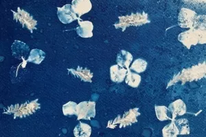 Atelier cyanotype