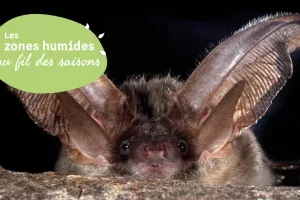 Découverte de l’étang de Langouarde et observation nocturne des chauves-souris