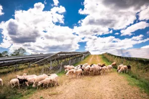 Agrivoltaics: definition, challenge and implementation - A multidisciplinary and international approach