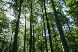Les arbres de l'Impératrice Eugénie :  lorsque Histoire et botanique se rencontrent