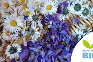 Balade dans la nature à la découverte des plantes sauvages comestibles