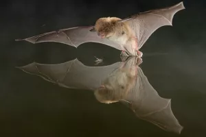 Soirée Chauve-souris