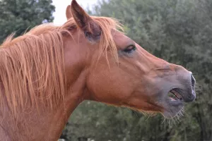 38ème Journée de l'âne et du cheval et 132ème Concours de chevaux de trait potevins,mules , Baudets du Poitou et Merens.