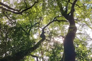 Cabanes et création nature au parc des Gayeulles