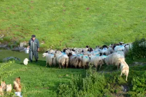 Randonnée acccompagnée Mendi Gaiak : rencontre avec Jean-Bernard, berger sur le mont Urkulu