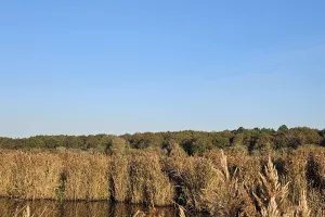 Les découvertes de Monta : Découverte du marais au crépuscule