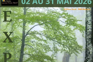 AU RYTHME DES FORÊTS : LA FORÊT DE LA MASSANE