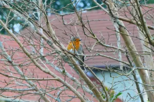 A la découverte des oiseaux printaniers de la réserve naturelle