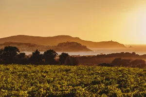 Vins de Corse