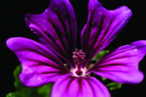 Nuit au jardin