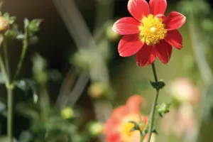 Confection de bouquets de Dahlia