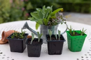 Atelier bouturage de plantes