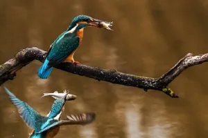 Les oiseaux aquatiques du lac de la Prade