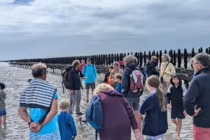 Balade nature : découverte des hauts de plage - la laisse de mer