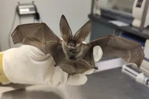Secrets de chauves-souris