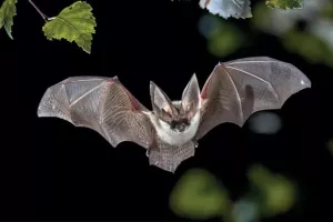 La danse des chauves-souris