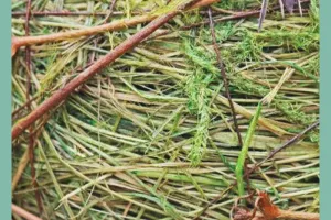 Balade : Les tisseurs de la nature 🌿