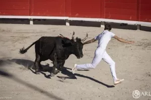 Course camarguaise