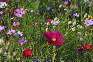 Balade guidée : Une autre façon de regarder la nature