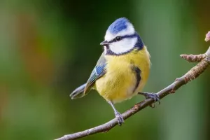 Atelier 4-10 ans : Oiseaux de nos jardins