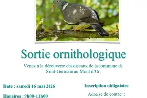 Sortie ornithologique