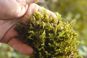 Observation des mousses: ces coussins verts et mouillés