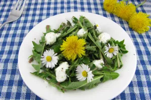 Salades sauvages et délicates