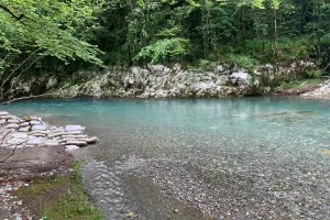 Balade botanique et repas "Les Plantes Sauvages Comestibles"