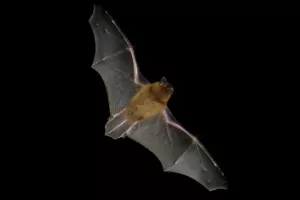 COMPLET / À la découverte des chauves-souris