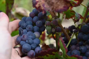 Balade semi-nocturne culturelle et gourmande autour des Coteaux du Giennois