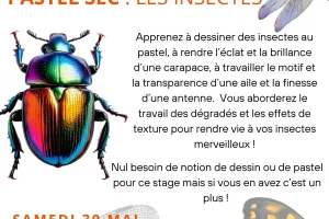 Stage dessin-peinture : Pastel sec - Les insectes