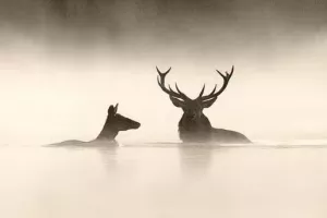 CINÉCO : LE CHANT DES FORÊTS