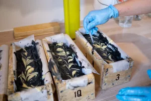 Programme de l'été à la Savonnerie de Cardaillac