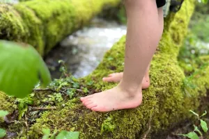 Sentier pieds nus en forêt