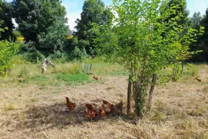 INNOV'ACTION : Parcours arborés en essences fourragères pour poules pondeuses