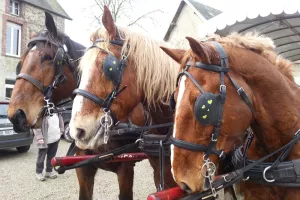 Sortie attelage : Raconte-moi le D-Day à Omaha au rythme des chevaux