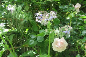 La Petite Fête de la Rose
