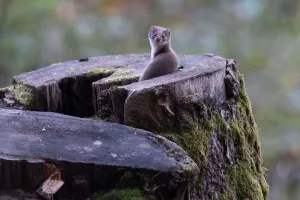 Sortie : Traces et indices des animaux du Ballon d'Alsace