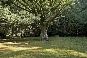 Sentiers Plaisir : Sorcières, gardiennes d'un savoir ancestral